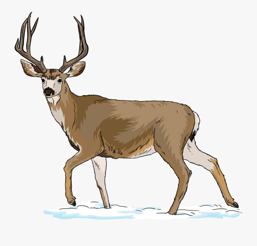 Deer Clipart, Transparent Clipart
