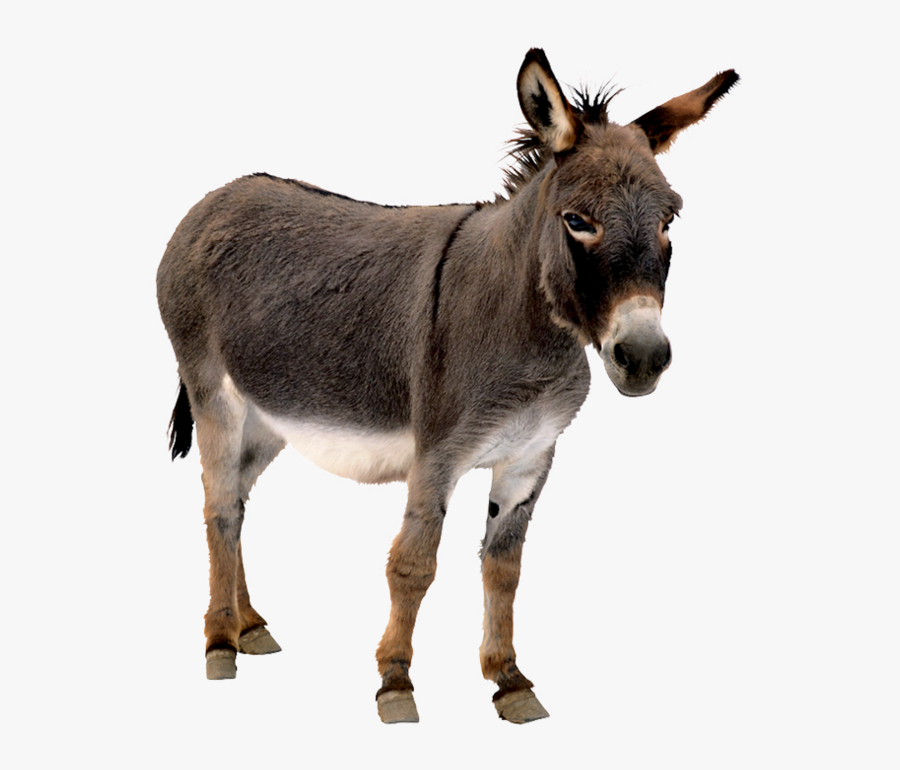 Forgetmenot Mai Donkeys - Donkey Png, Transparent Clipart