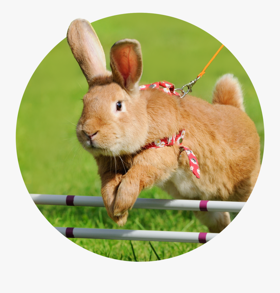 Rabbit Exercise, Transparent Clipart