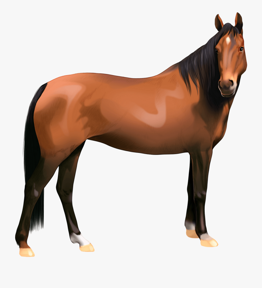 Mane, Transparent Clipart