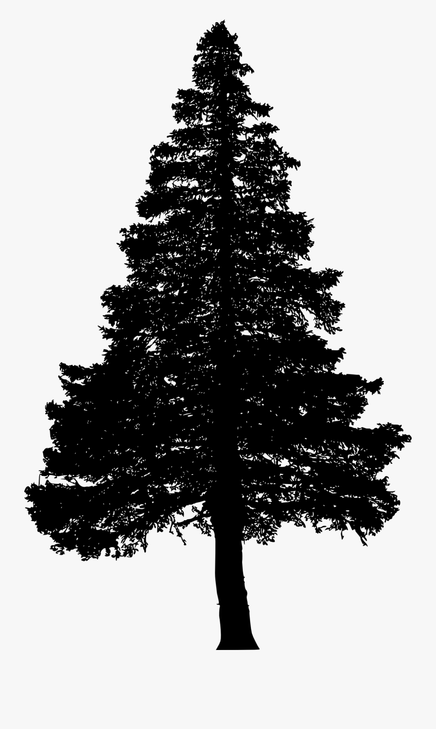 Pine Tree Transparent Background, Transparent Clipart