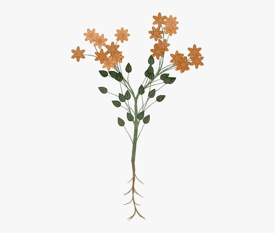 Orange Lily, Transparent Clipart