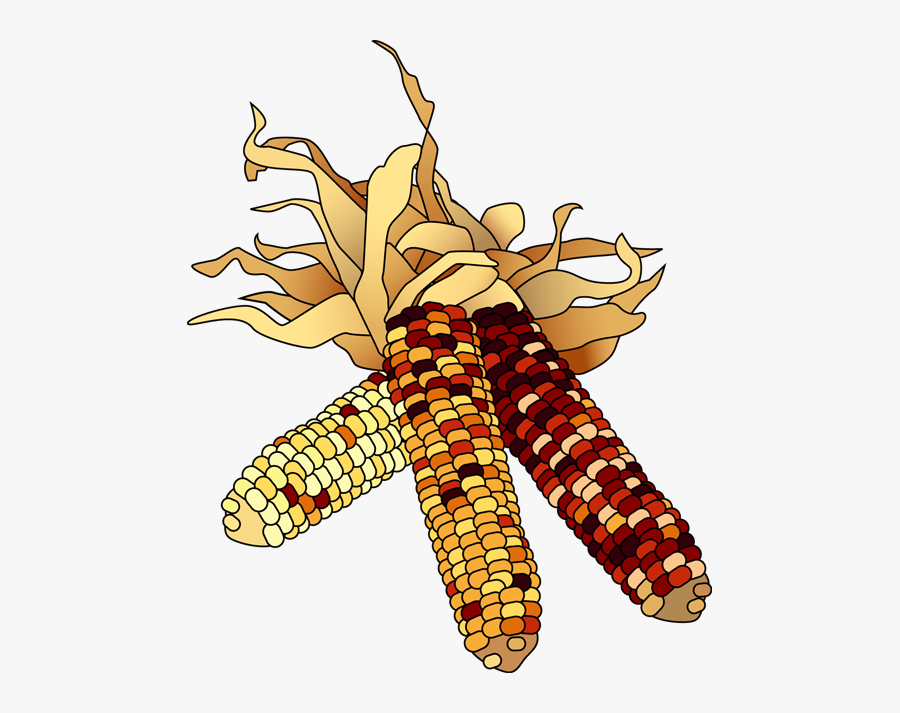 Indian Corn Clipart Free Transparent Clipart Clipartkey