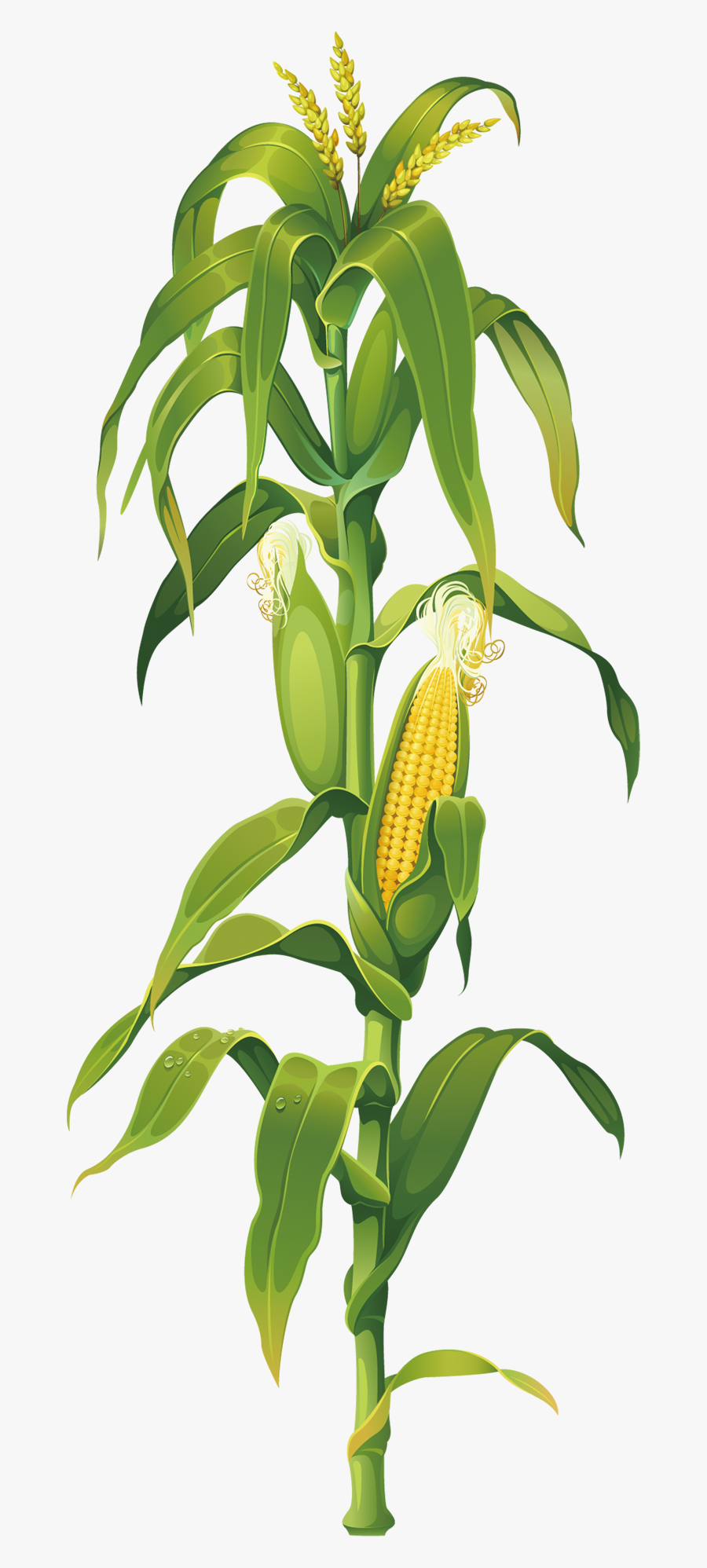 Maize Corn On The Cob Drawing Plant Clip Art - Corn Stalk Png , Free Transp...