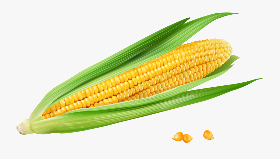 Corn On The Cob Maize Euclidean Vector Vecteur - Transparent Corn, Transparent Clipart