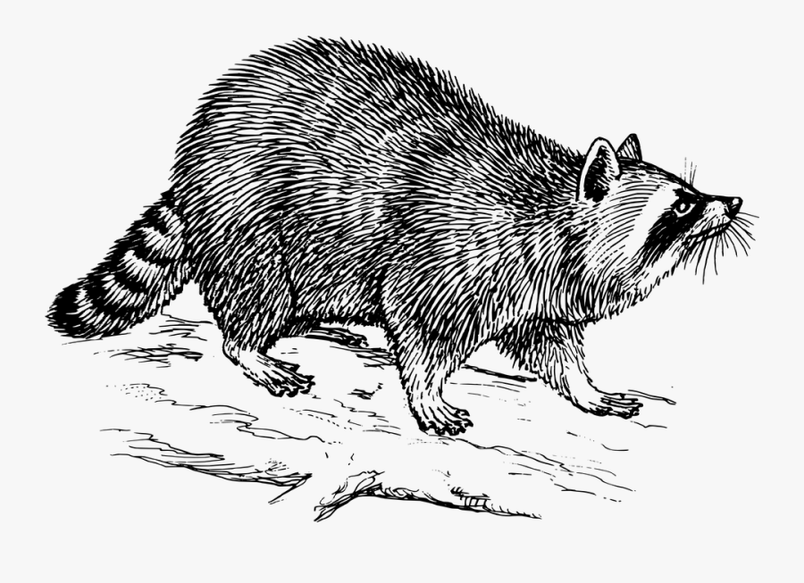Raccoons Black And White, Transparent Clipart
