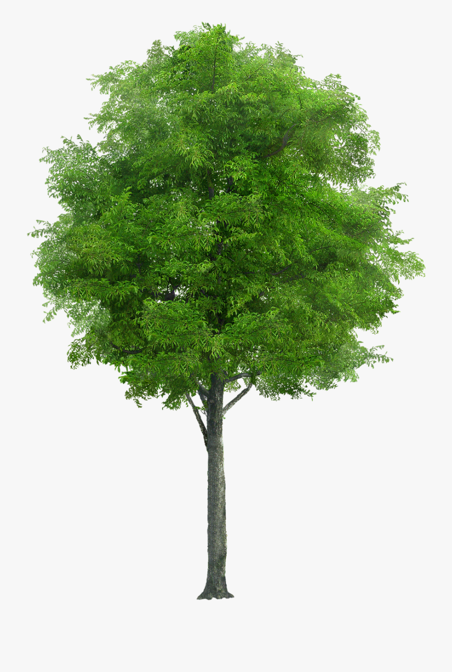 Tree Png, Transparent Clipart