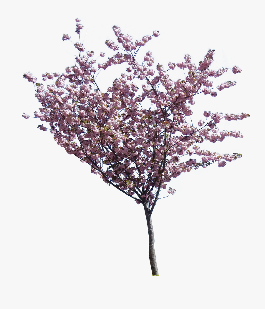Transparent Cherry Tree Clipart - Small Flowering Tree Png, Transparent Clipart