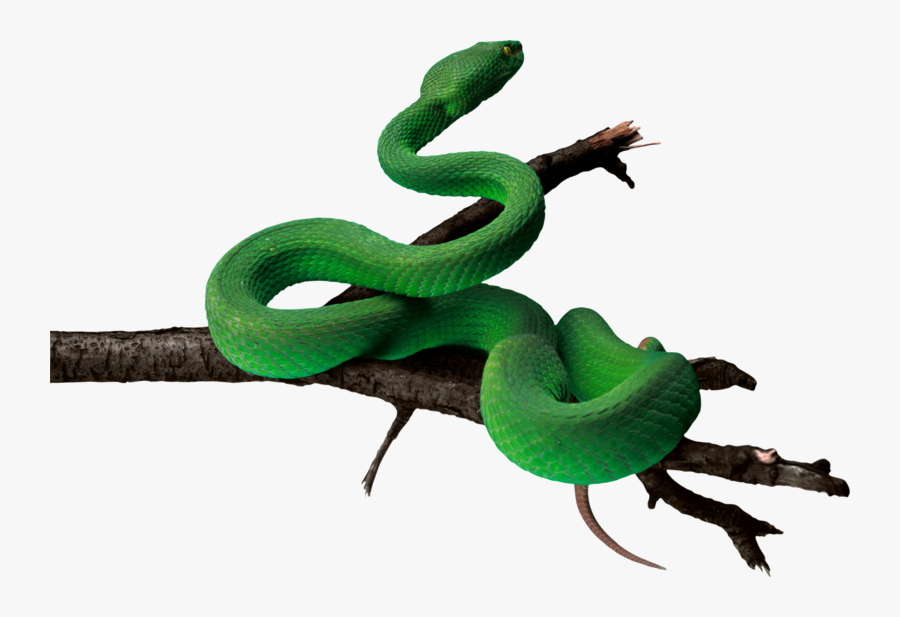Pin Tree Snake Clipart Cute B - Green Snake Png Hd, Transparent Clipart