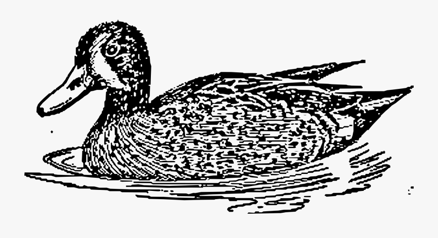 Duck With Water Black And White, Transparent Clipart