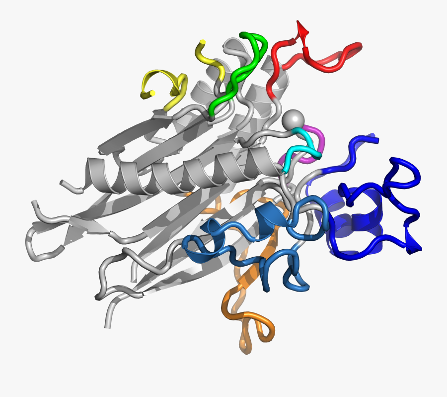 Researchers Define Structure Of Key Enzyme Implicated - Illustration, Transparent Clipart