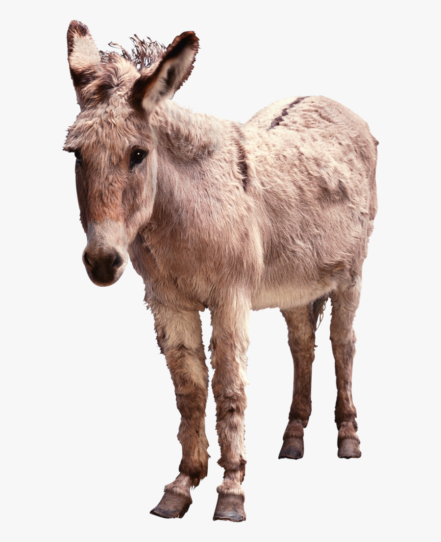 Transparent Background Donkey Png, Transparent Clipart