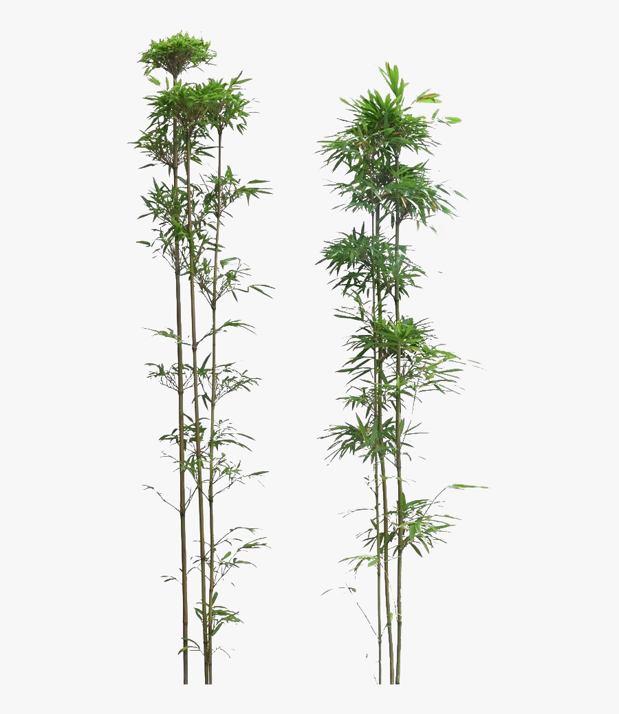 Bamboo Plant Png, Transparent Clipart