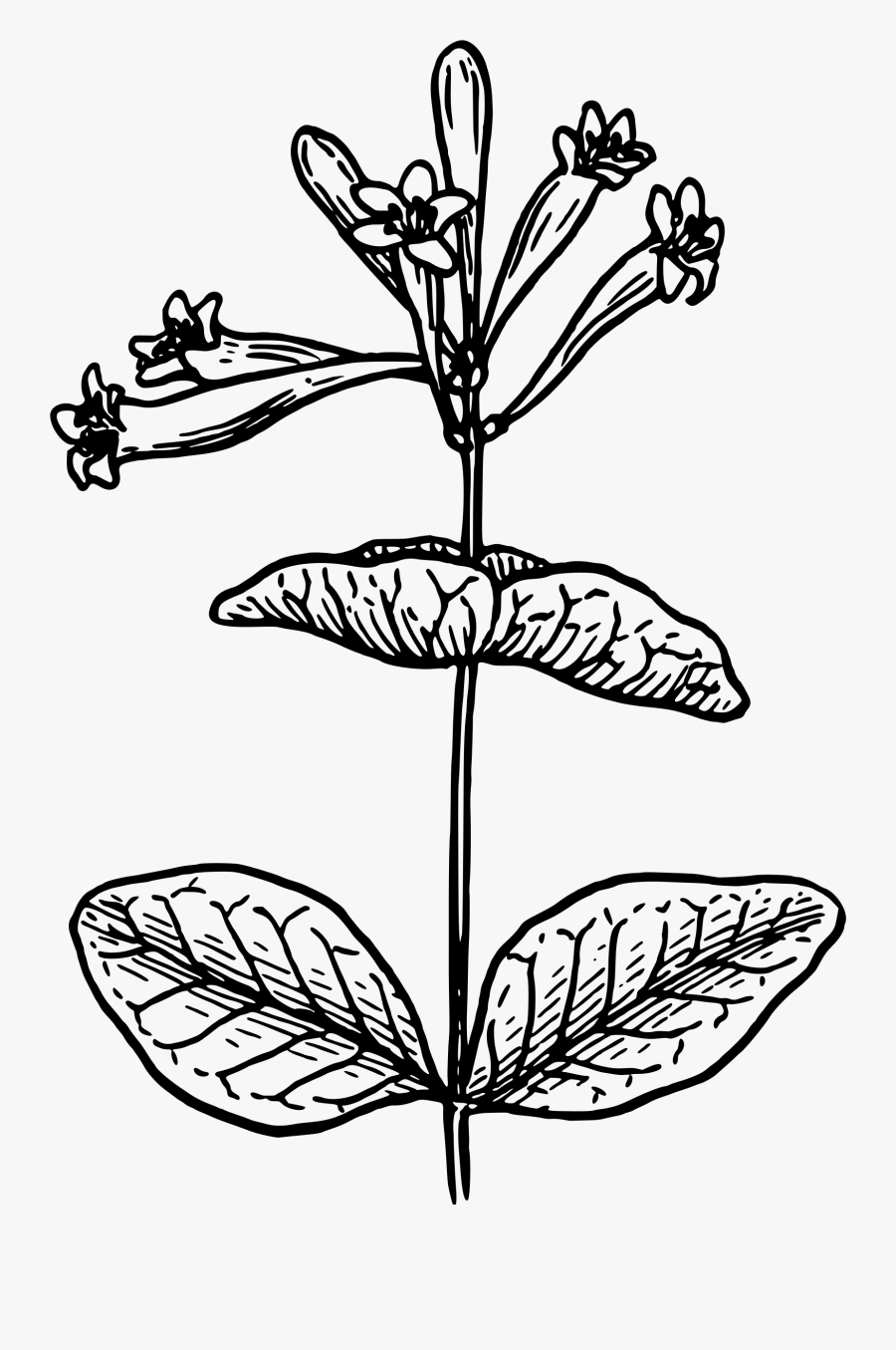 Honeysuckle Drawing Minimalist - Honeysuckle Flower Black And White, Transparent Clipart