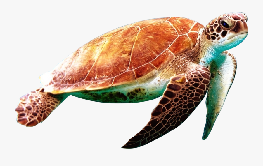 Transparent Sea Turtle Png, Transparent Clipart