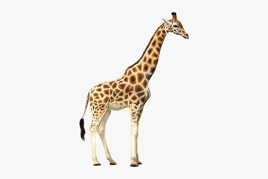 Giraffe - Tick Bird Giraffe, Transparent Clipart