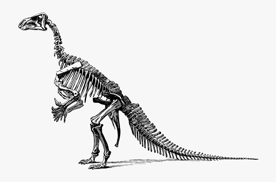 Iganodon - Dinosaur Bones Png, Transparent Clipart