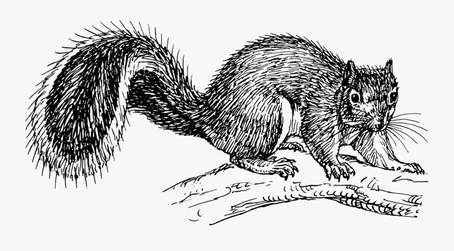 Squirrel Drawing Png, Transparent Clipart