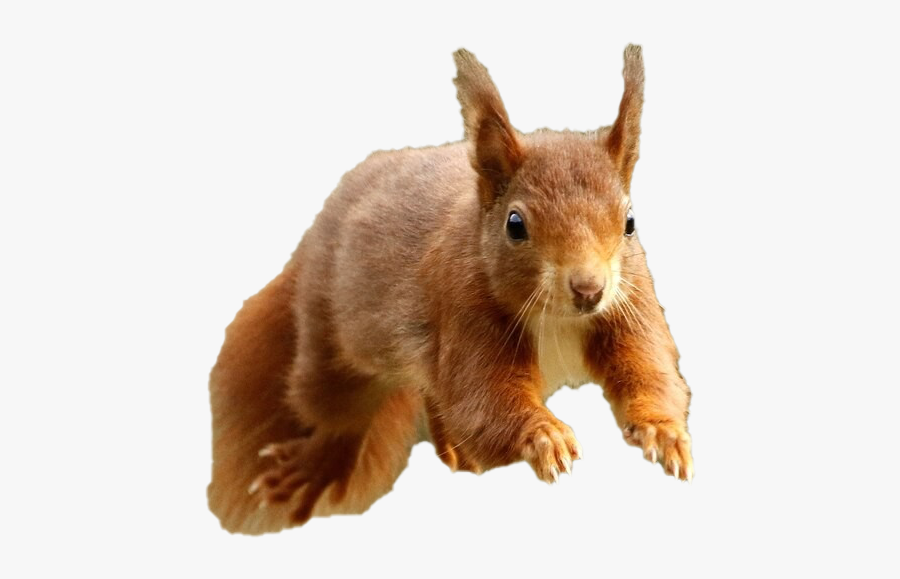 Squirrel, Transparent Clipart