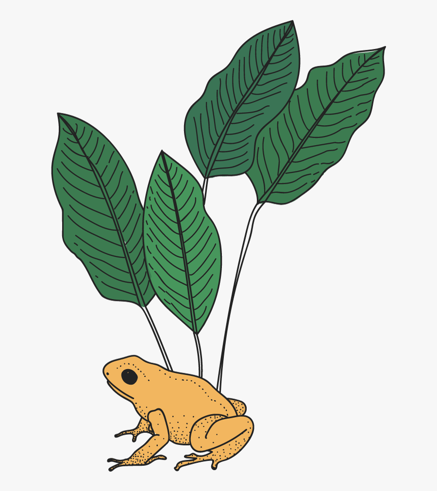 Golden Poison Frog Clipart , Png Download - American Toad, Transparent Clipart