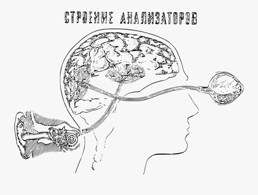 Line Art,head,organ - Auditory And Visual Perception, Transparent Clipart