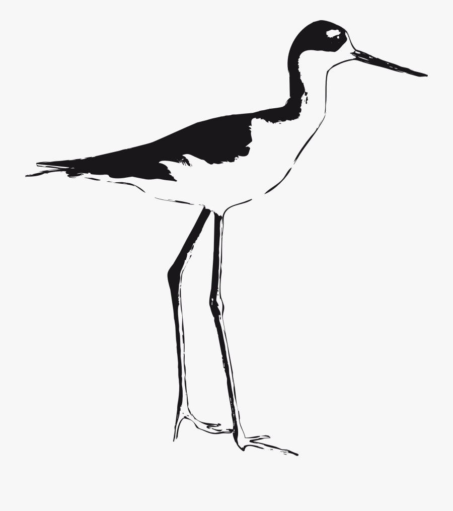 Drawing Black Winged Stilt, Transparent Clipart