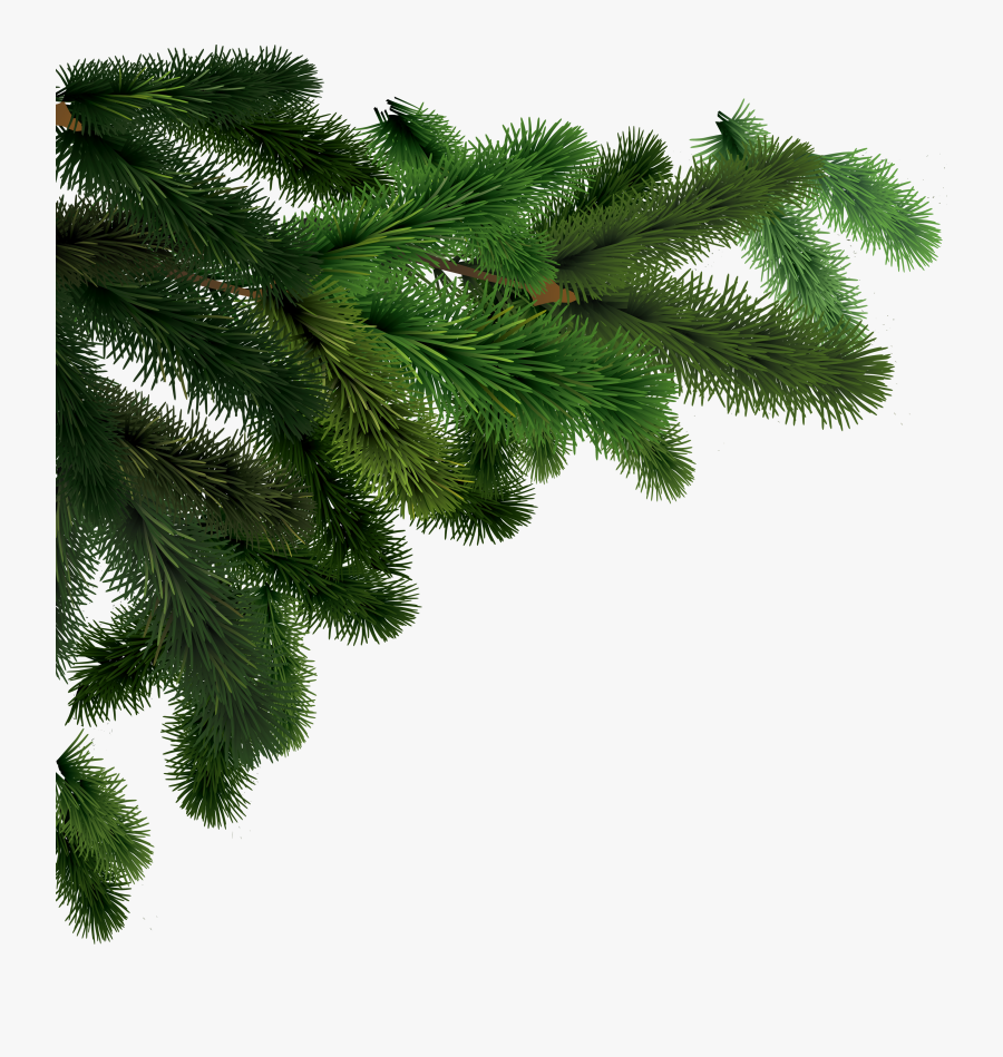 Tree Branch Png - Pine Tree Branch Png, Transparent Clipart
