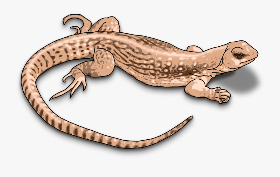 Desert Clipart Gecko - Clipart Images Of Lizard, Transparent Clipart