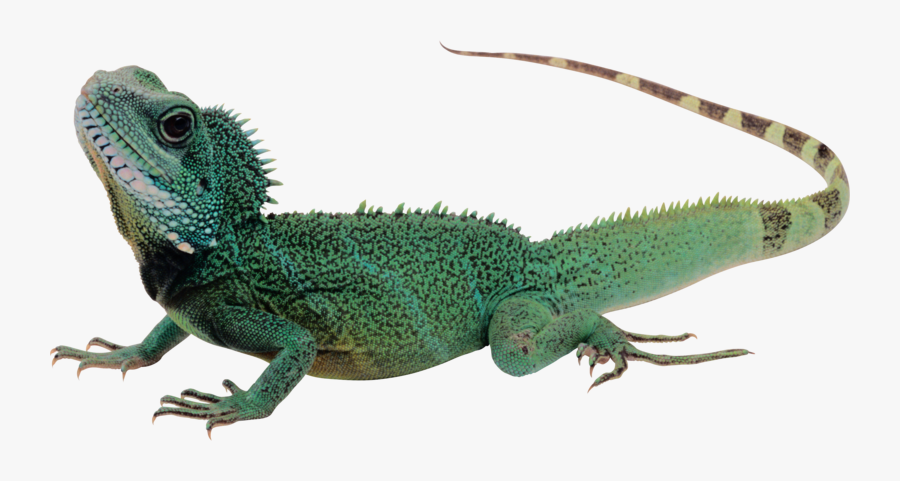 Lizard Png, Transparent Clipart