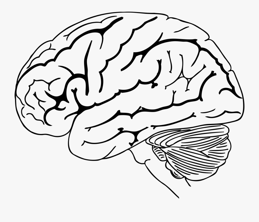 Brain Drawing Png, Transparent Clipart