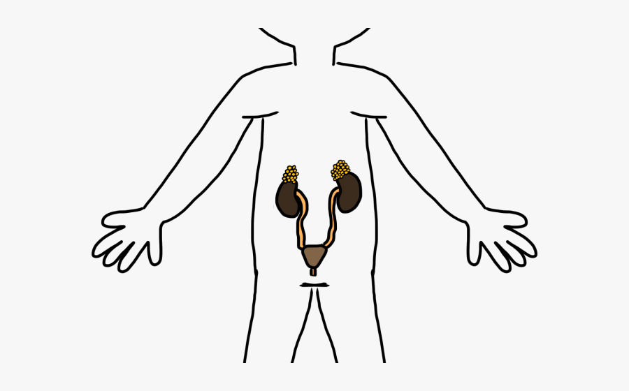Parrot Clipart Body Part - Excretory System Clipart, Transparent Clipart