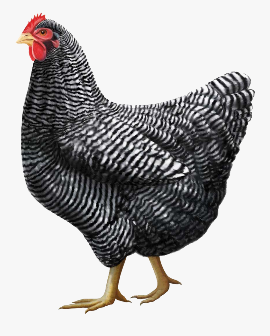 Transparent Hen Clipart - Plymouth Rock Chicken Breed, Transparent Clipart