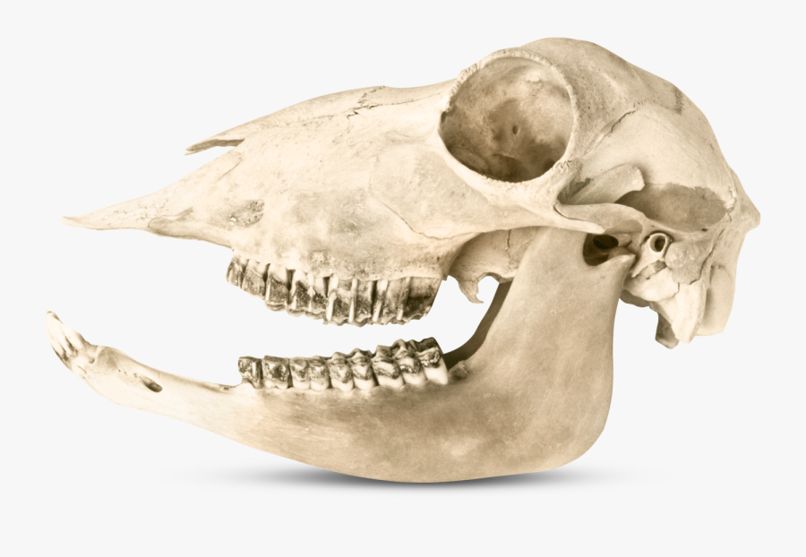 Transparent Animal Teeth Clipart - Omnivore Dinosaur Teeth, Transparent Clipart