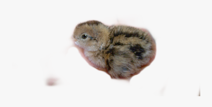 Babybird Freetoedit - Perching Bird, Transparent Clipart