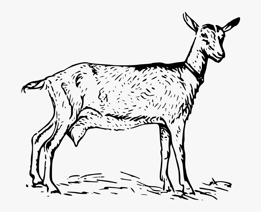 Goat 2 - Nubian Goat Clip Art Black And White, Transparent Clipart