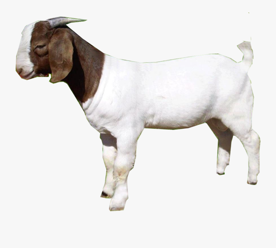 Feet Clipart Goat, Transparent Clipart