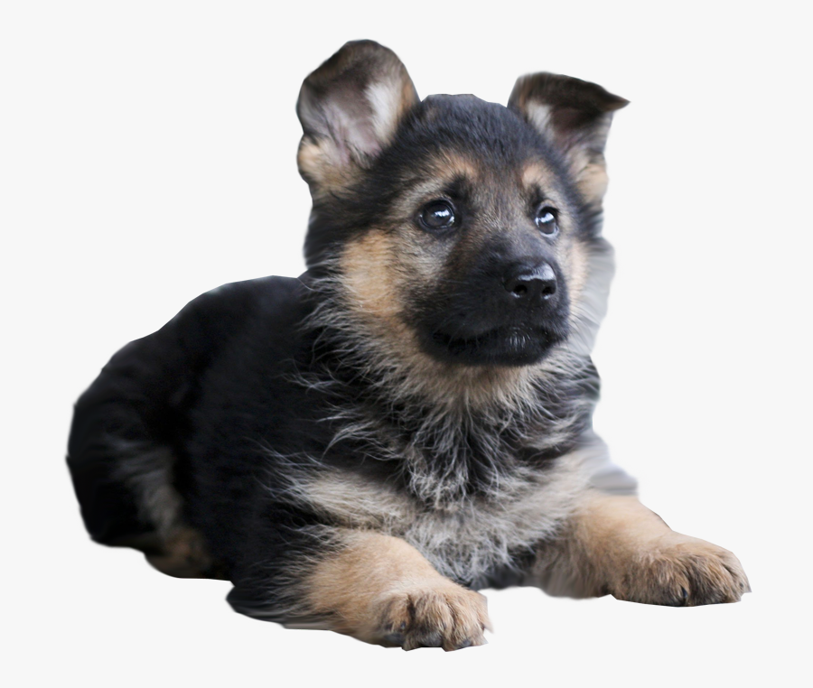 Shepherd Dog With Stick, Transparent Clipart