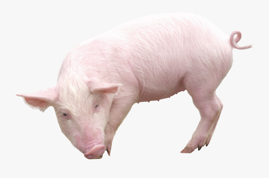 Pig Png Image - Pig Png, Transparent Clipart