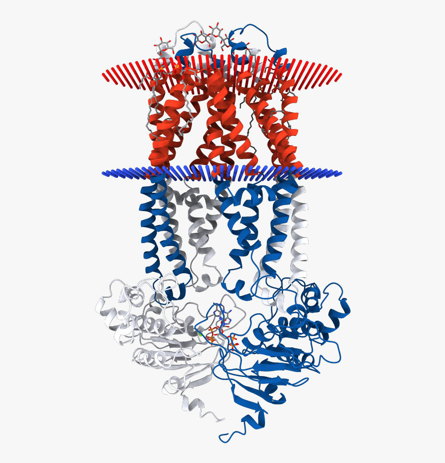 Transmembrane Regions Opm Clipart , Png Download, Transparent Clipart