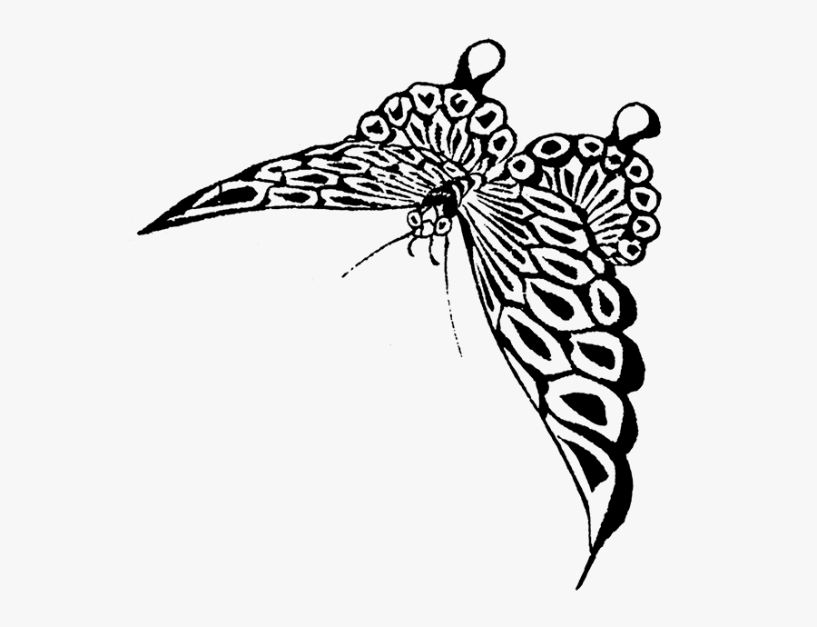 Transparent Cute Butterfly Clipart Black And White - Black White Butterfly Png, Transparent Clipart