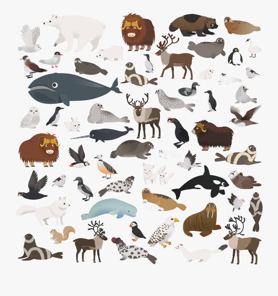 Marco Polo Arctic Animals, Transparent Clipart