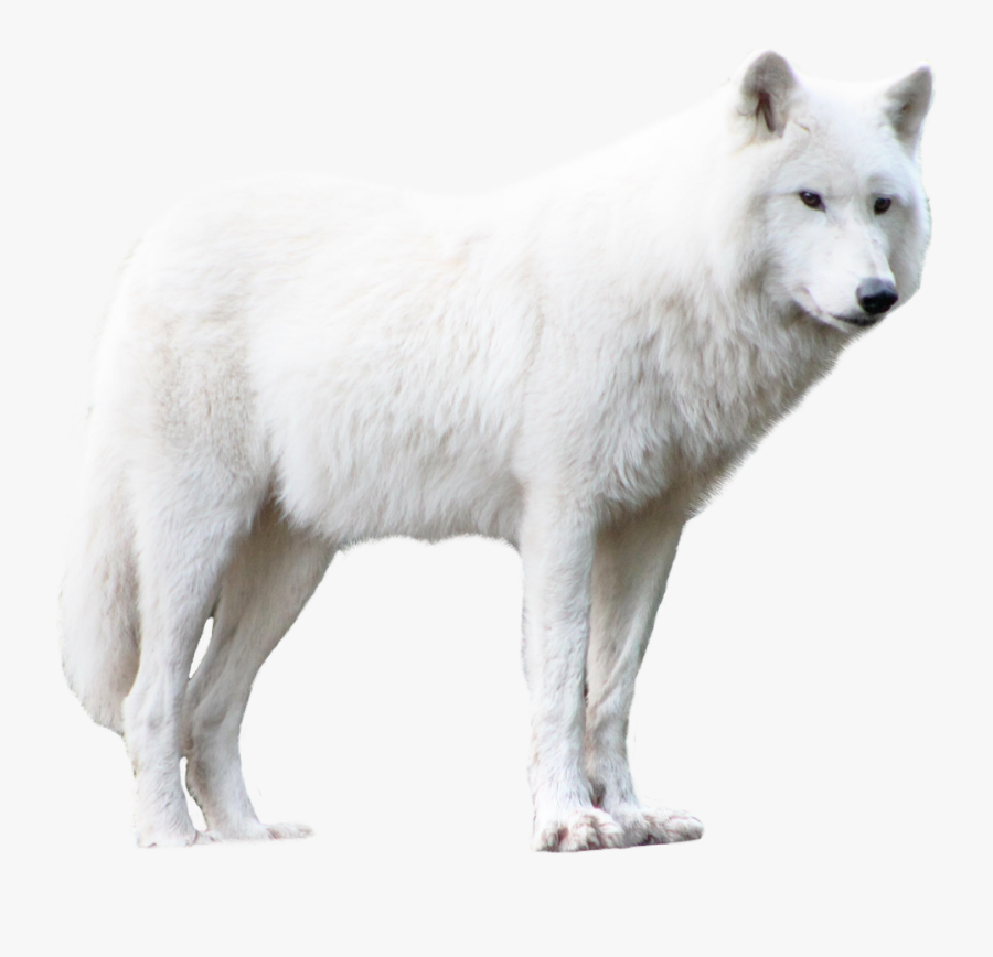Transparent White Wolf Clipart - White Wolf Png Hd, Transparent Clipart
