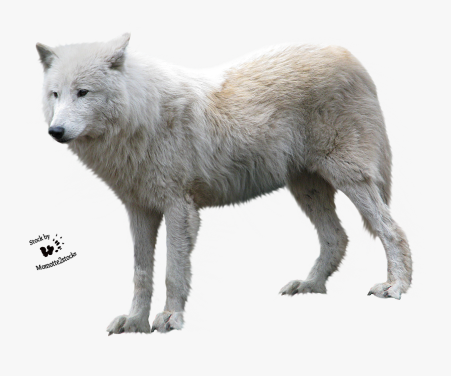 In Png Web Icons - Arctic Wolf White Background, Transparent Clipart