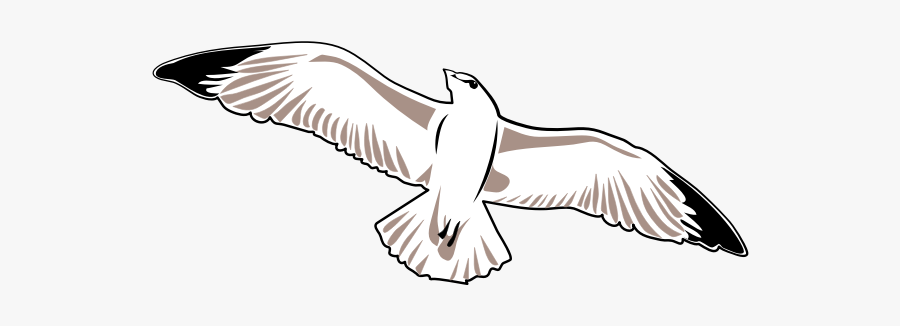 Seagull Vector Image - Zeemeeuw Tekening, Transparent Clipart