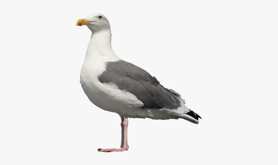 Gull Png - Standing Seagull Png, Transparent Clipart