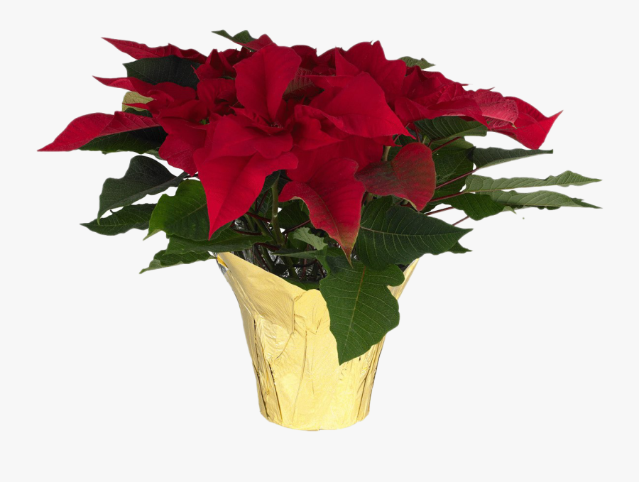 Fresh Poinsettias Png Photos - Poinsettia Flowers, Transparent Clipart