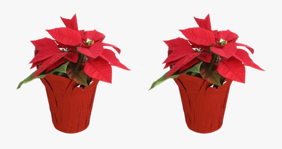 Fresh Poinsettias Transparent Background - Poinsettia, Transparent Clipart