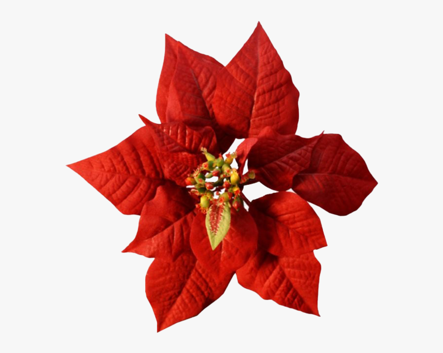 Christmas Poinsettia Transparent Png, Transparent Clipart