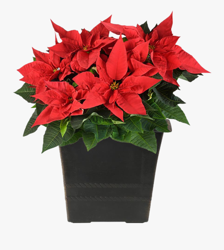 Fresh Poinsettias Png Pic - Poinsettia In A Pot, Transparent Clipart