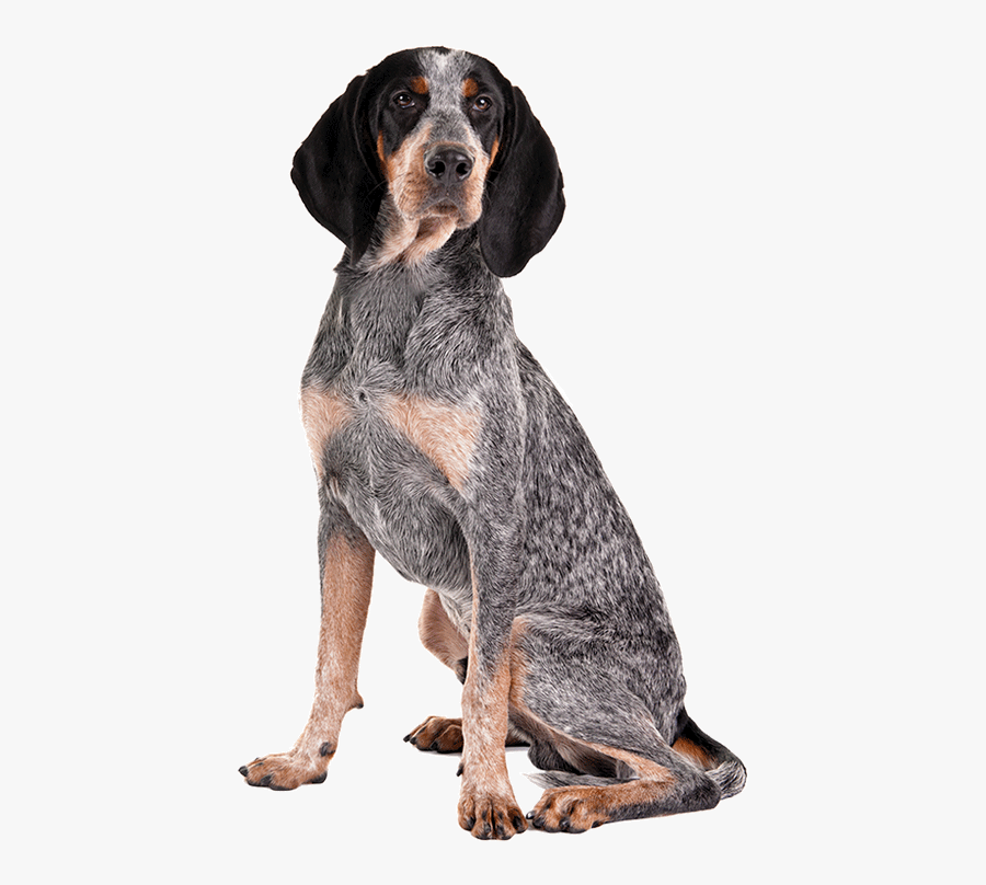 Bluetick Coonhound Treeing Walker Coonhound American - American English Coonhound White Background, Transparent Clipart